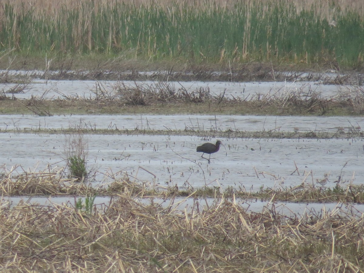 Glossy Ibis - ML619378109