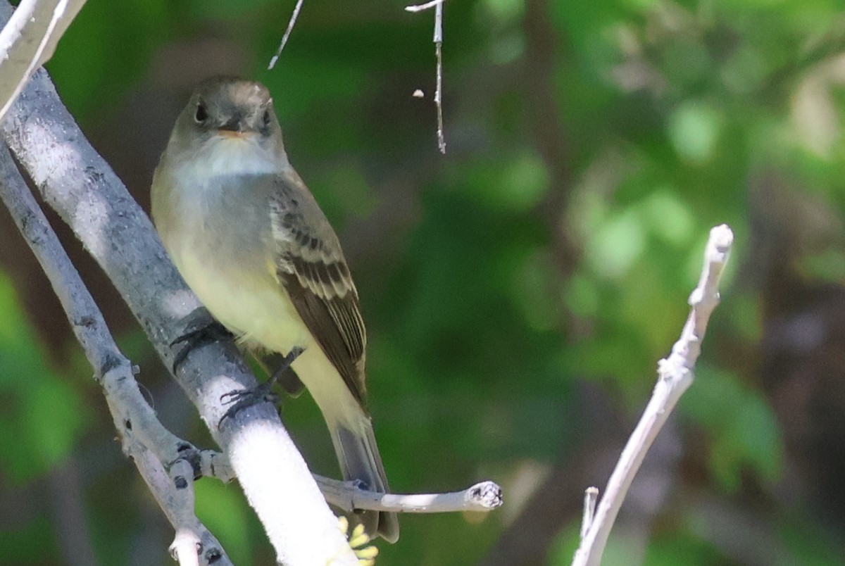 Willow Flycatcher - ML619378113