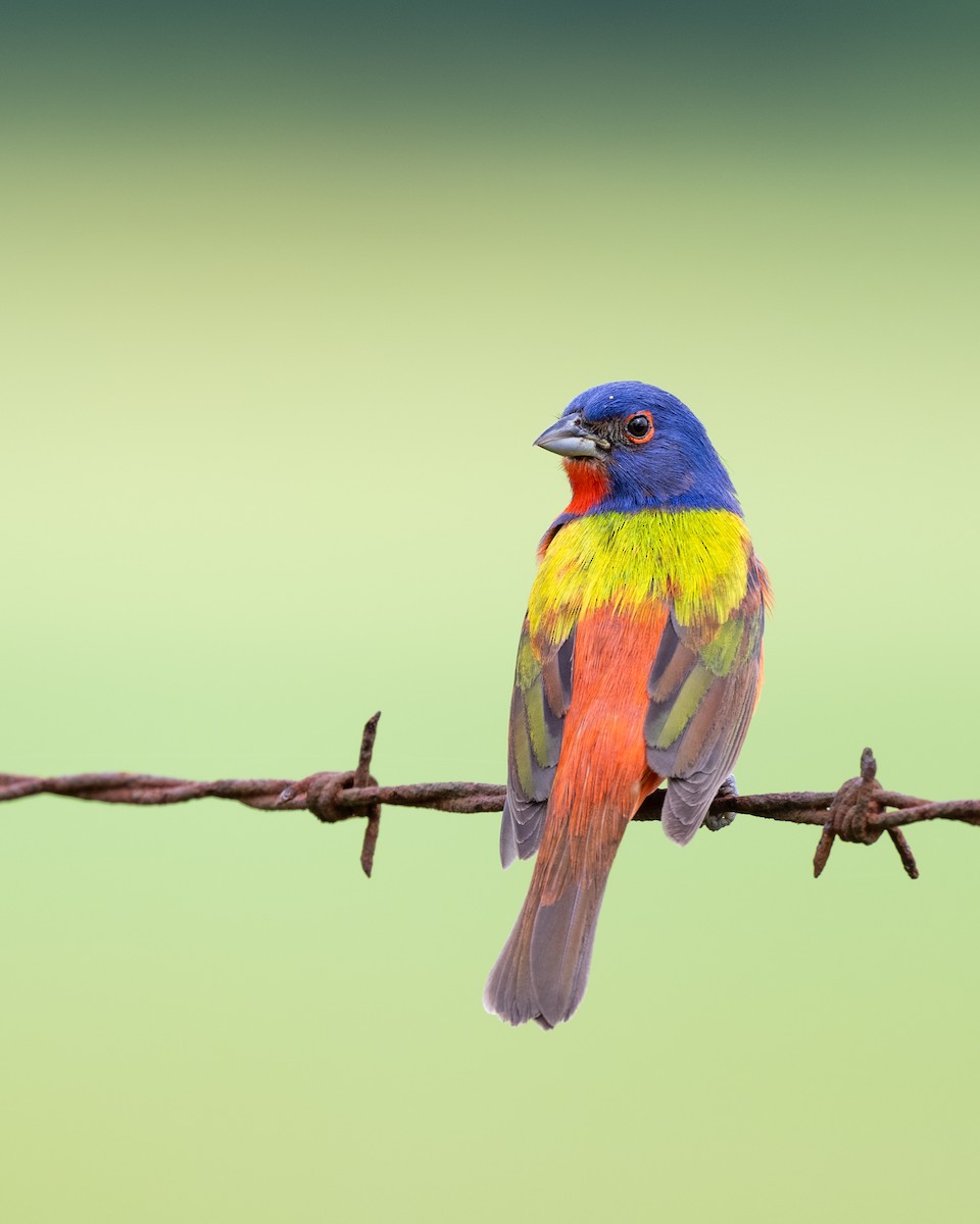 Painted Bunting - ML619378117
