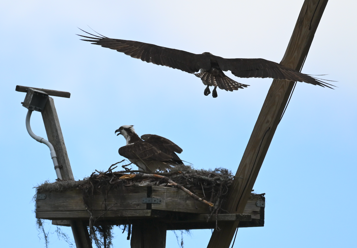 Osprey - Heather Buttonow