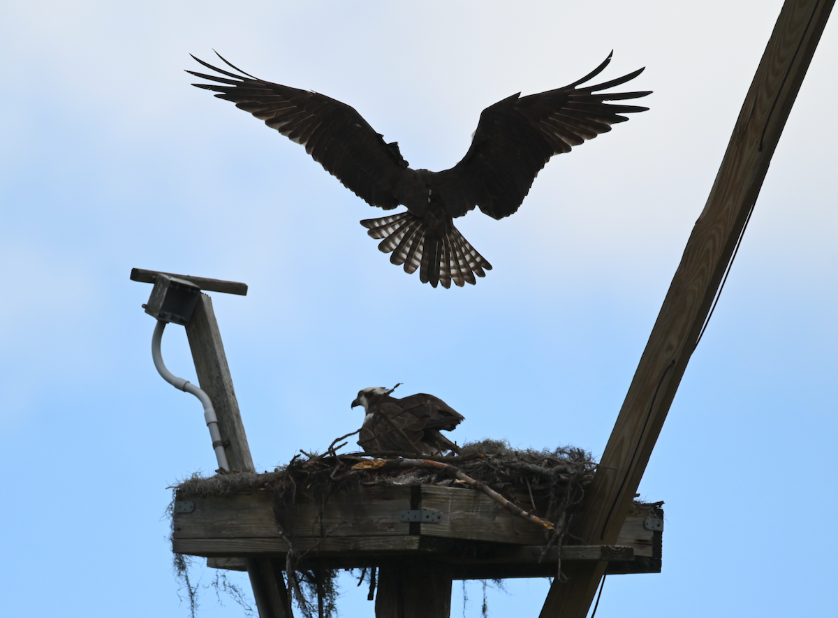 Osprey - Heather Buttonow