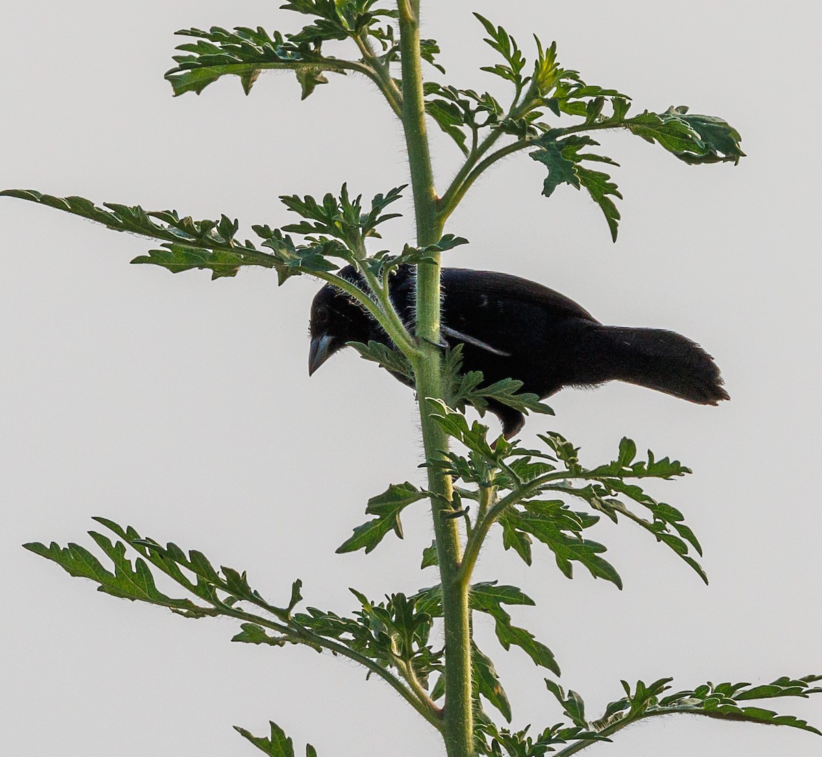 Blue-black Grassquit - Ricky Perez Leon