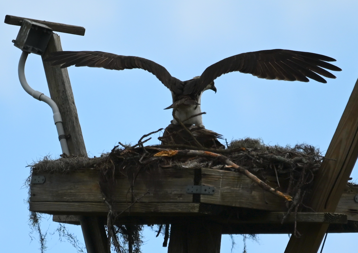 Osprey - Heather Buttonow