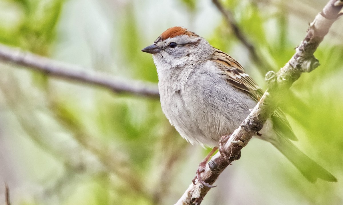 Chipping Sparrow - Joel Weatherly