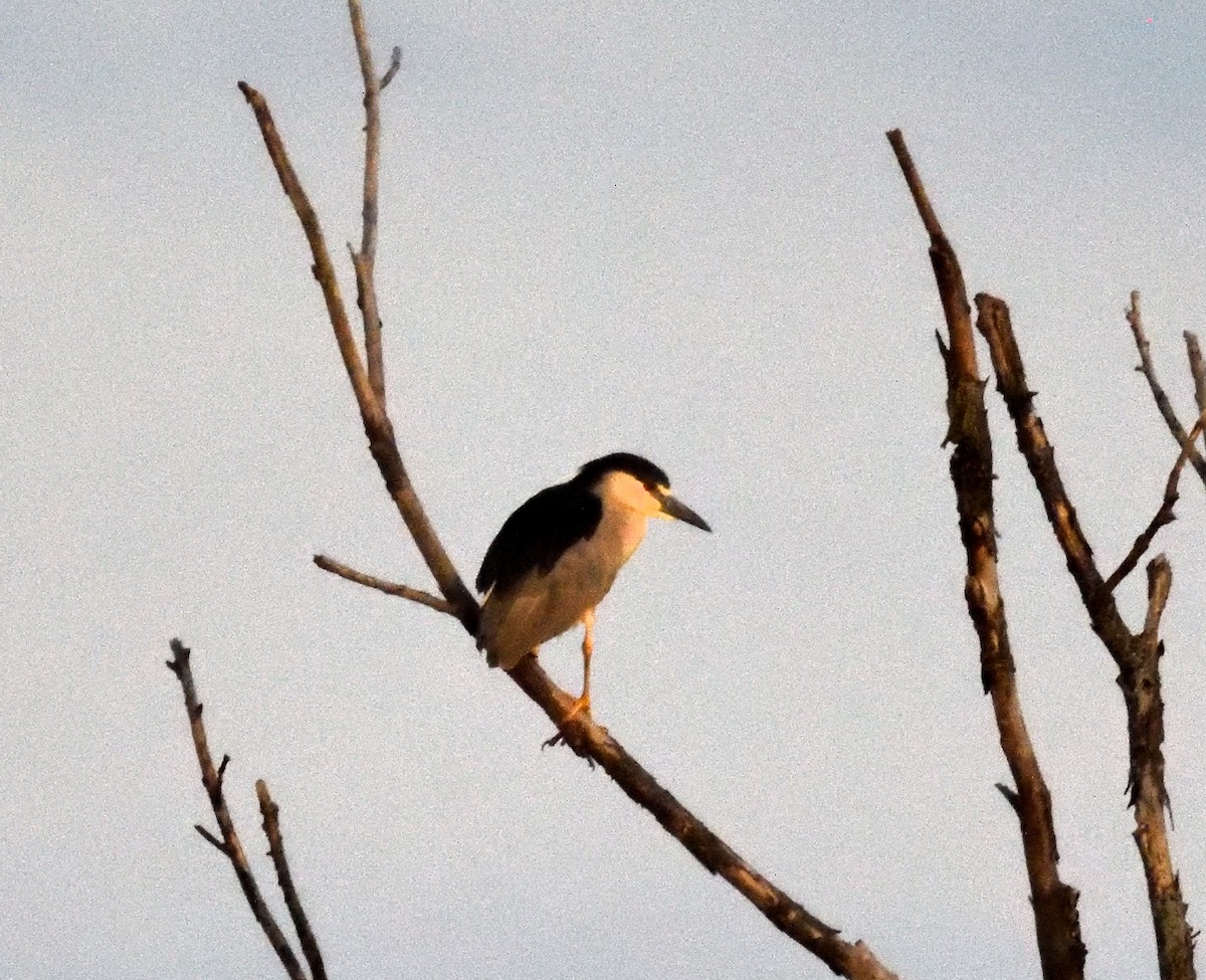 Black-crowned Night Heron - FELIX-MARIE AFFA'A