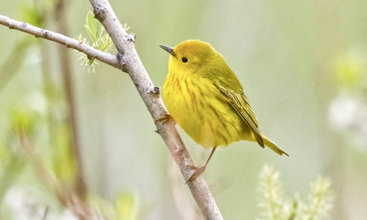 Yellow Warbler (Northern) - Joel Weatherly