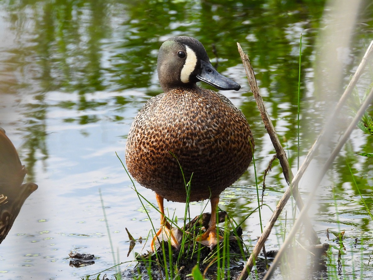 Blue-winged Teal - Michael W. Sack