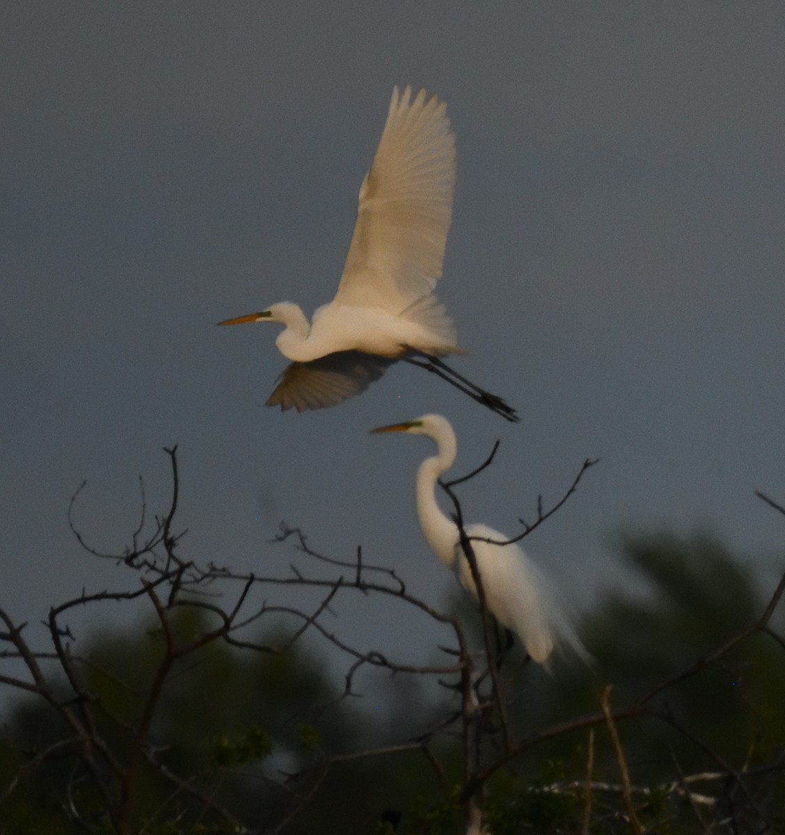 Great Egret - FELIX-MARIE AFFA'A