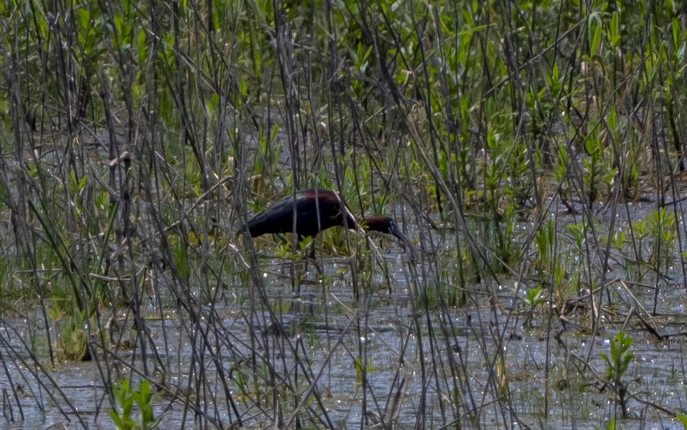 Glossy Ibis - John Longhenry