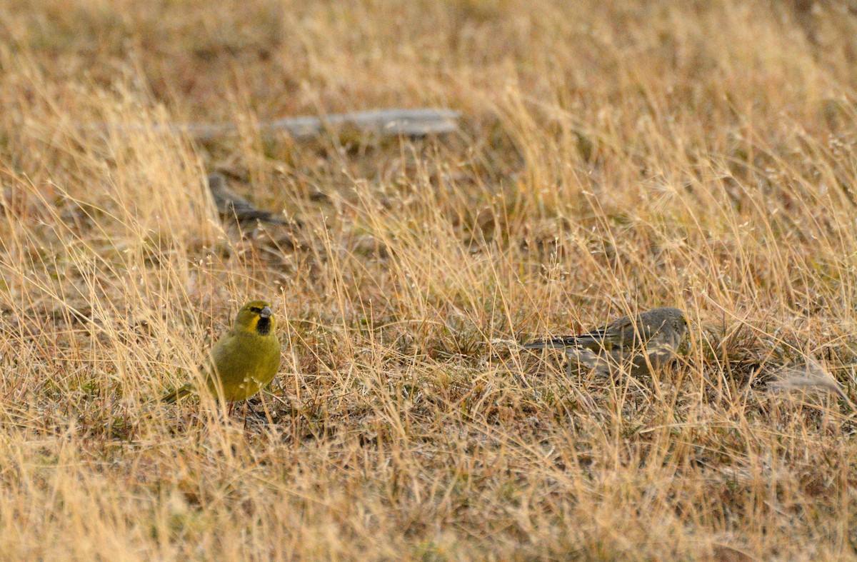 Yellow-bridled Finch - Felipe de Groote Páez