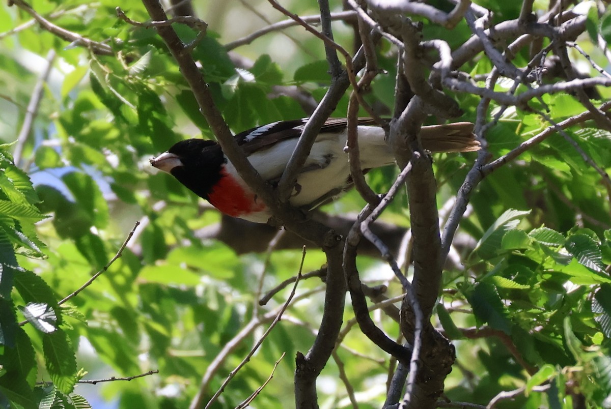 Rose-breasted Grosbeak - ML619378191