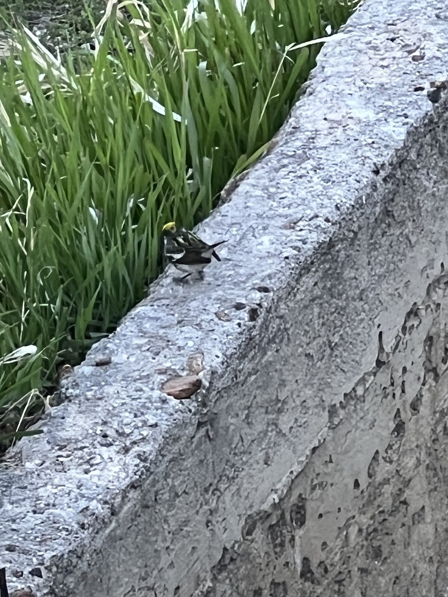 Chestnut-sided Warbler - Kim Downey