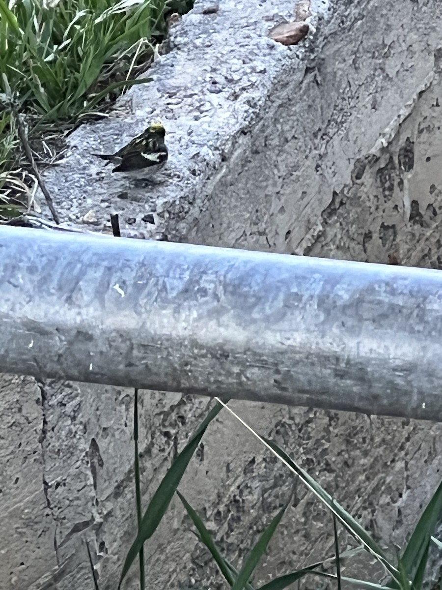 Chestnut-sided Warbler - Kim Downey