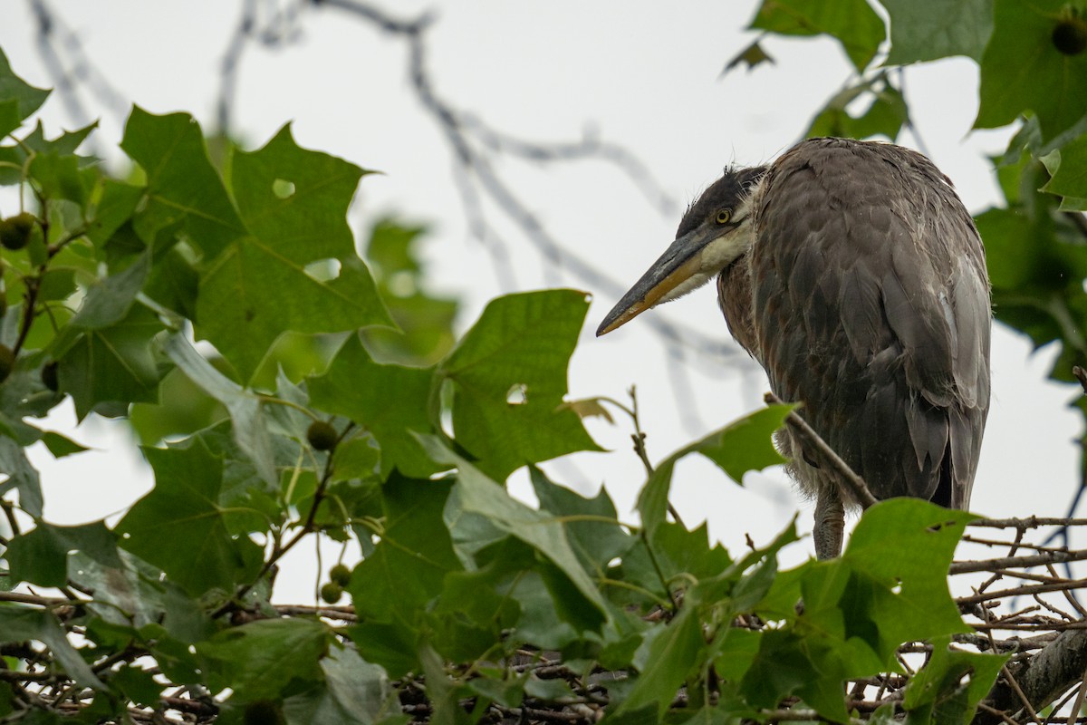 Great Blue Heron - Grant Winter