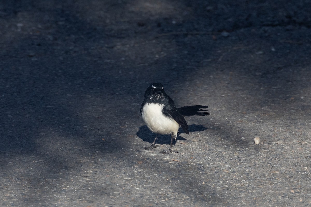 Willie-wagtail - Nathan Bartlett