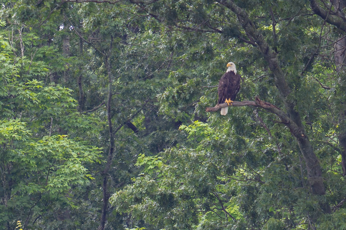 Bald Eagle - Grant Winter