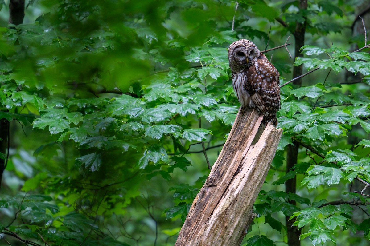 Barred Owl - Grant Winter