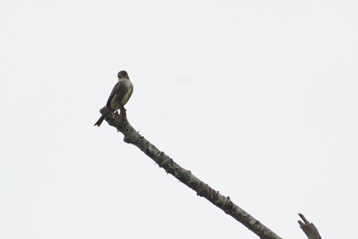 Olive-sided Flycatcher - Grant Winter