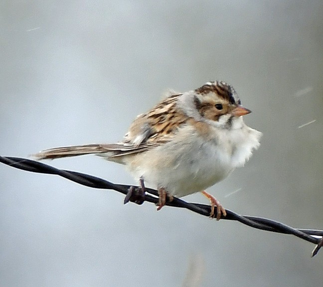 Clay-colored Sparrow - ML619378220