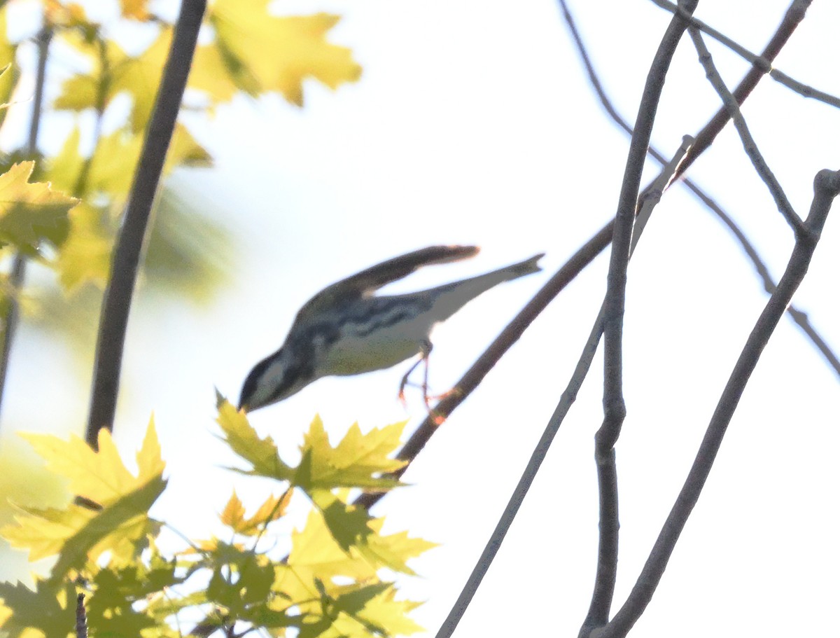 Blackpoll Warbler - FELIX-MARIE AFFA'A