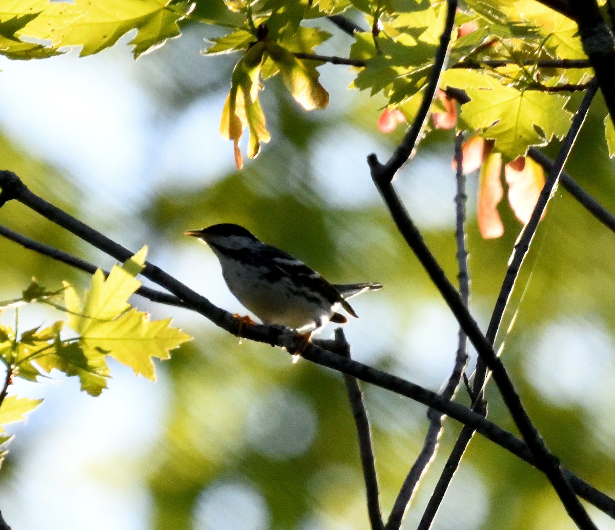 Blackpoll Warbler - ML619378223