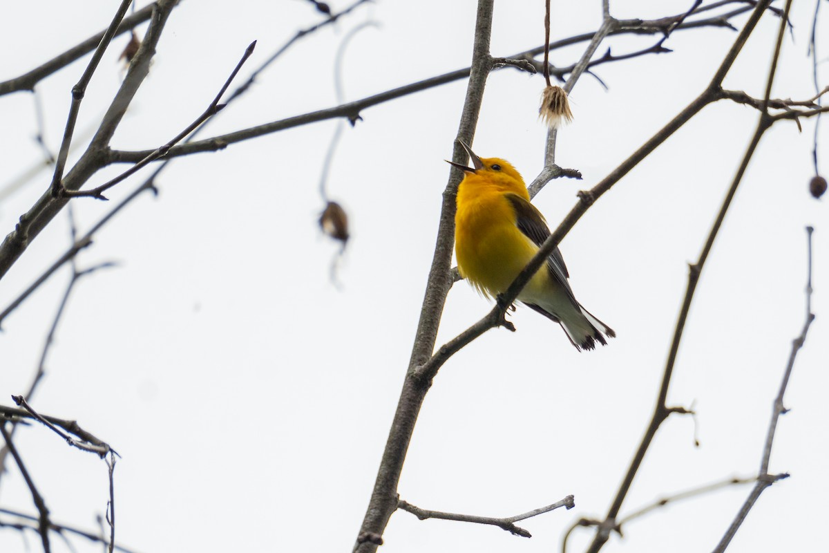 Prothonotary Warbler - Grant Winter