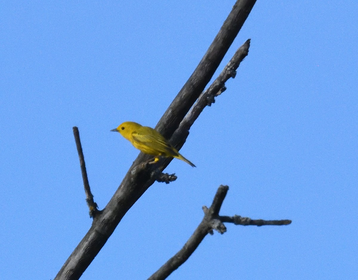 Yellow Warbler - FELIX-MARIE AFFA'A