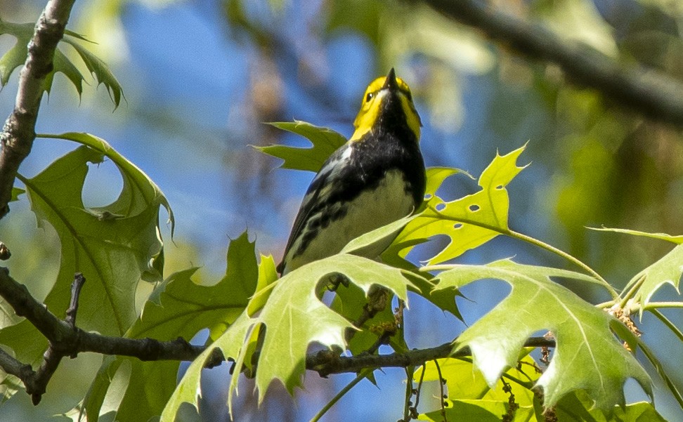 Black-throated Green Warbler - ML619378260