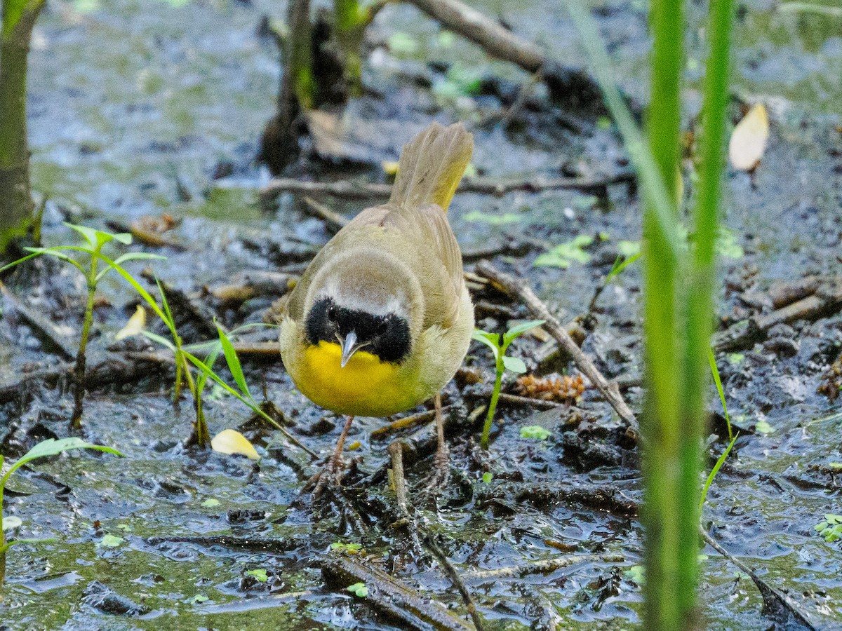 Common Yellowthroat - Steve Solnick