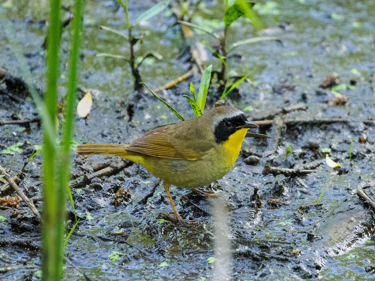 Common Yellowthroat - Steve Solnick