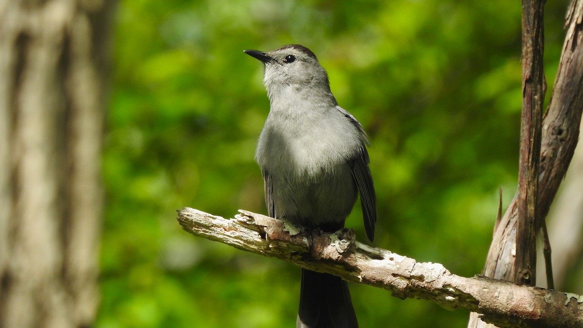 Gray Catbird - Vincent Glasser