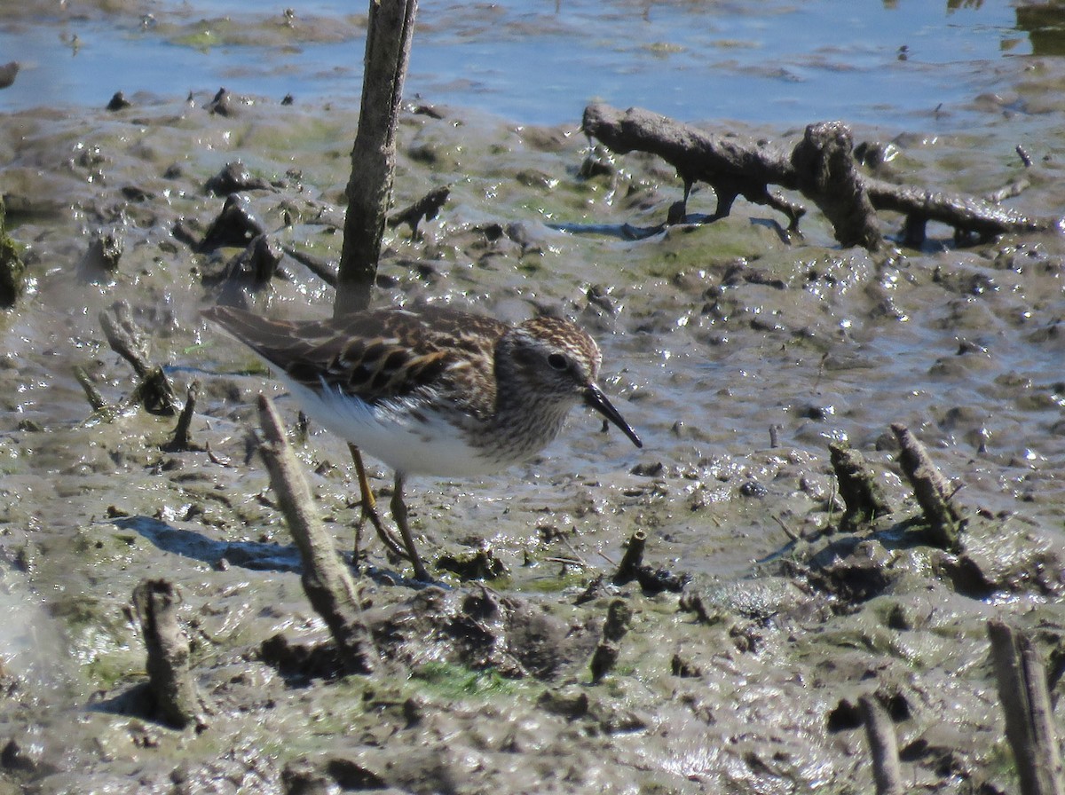 Least Sandpiper - ML619378281