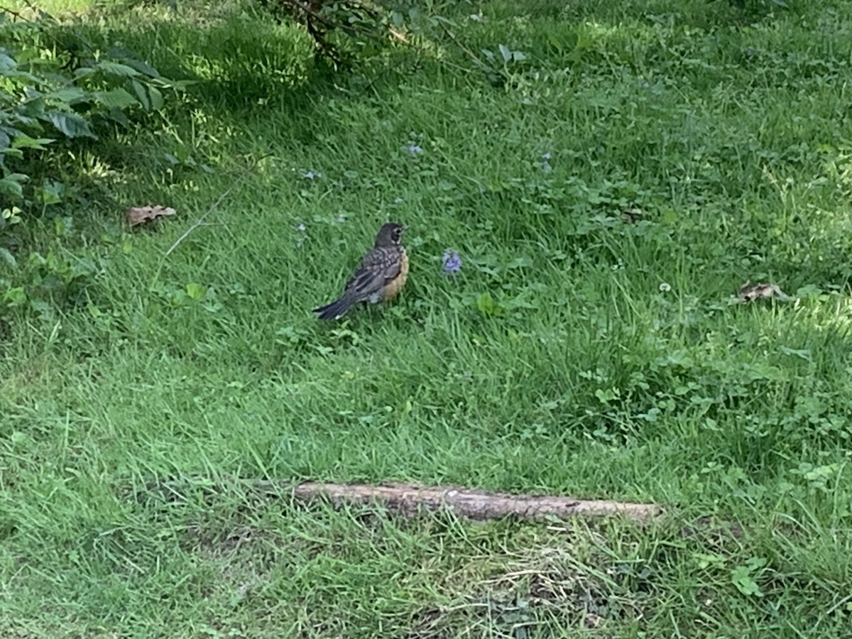 American Robin - Vivian Young