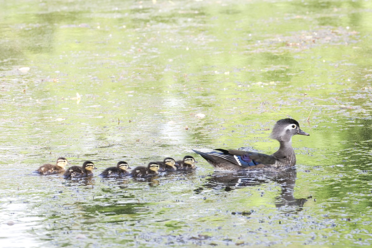 Wood Duck - Mary Thurmond