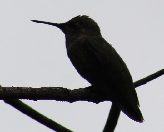 Anna's Hummingbird - Richard Breisch