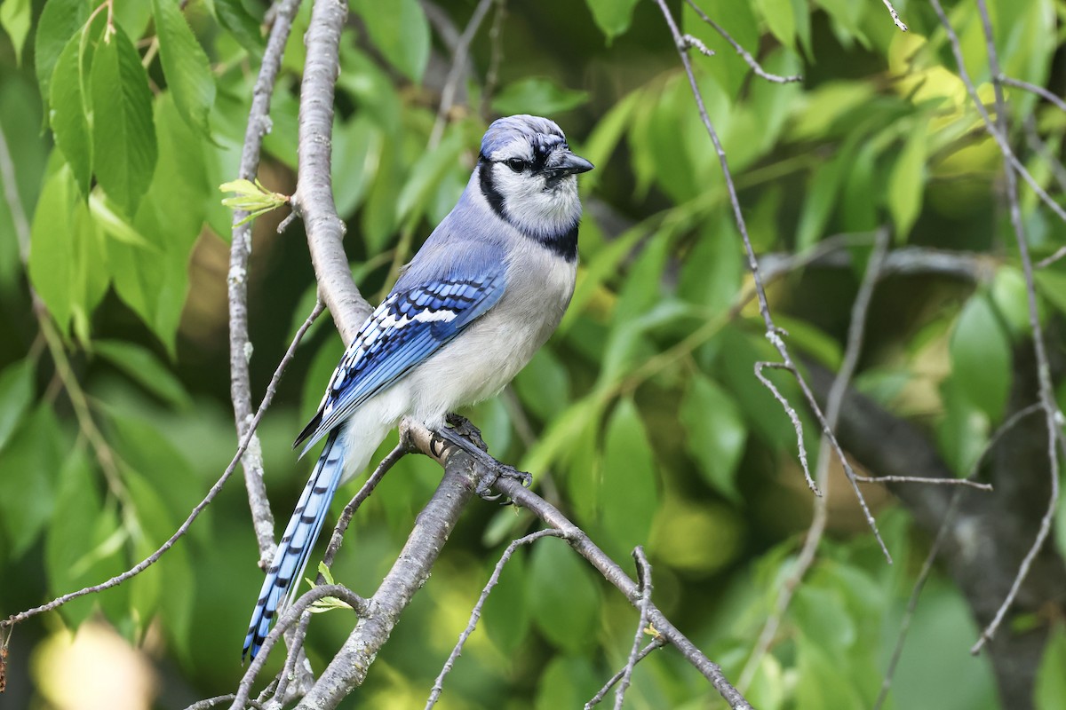 Blue Jay - Mary Thurmond