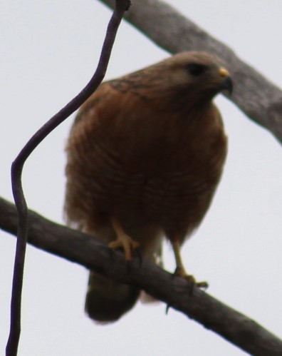 Red-shouldered Hawk - Richard Breisch