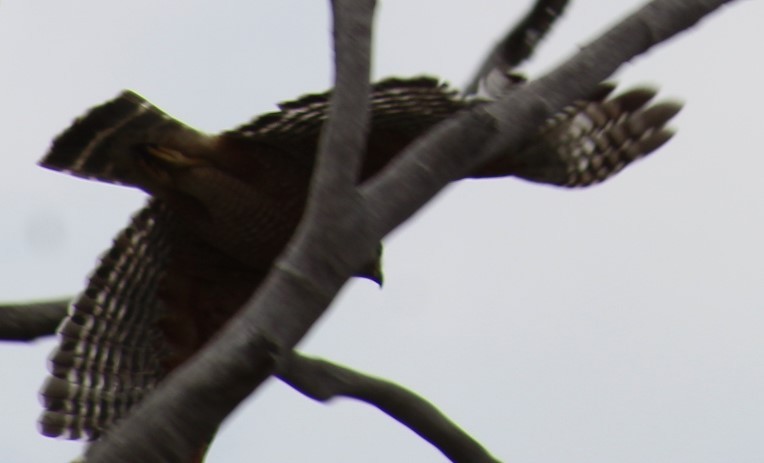 Red-shouldered Hawk - Richard Breisch