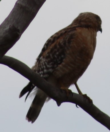 Red-shouldered Hawk - Richard Breisch