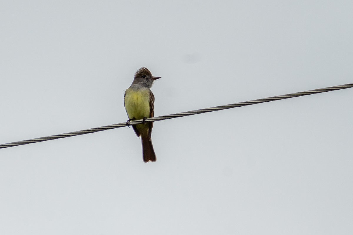 Great Crested Flycatcher - ML619378319