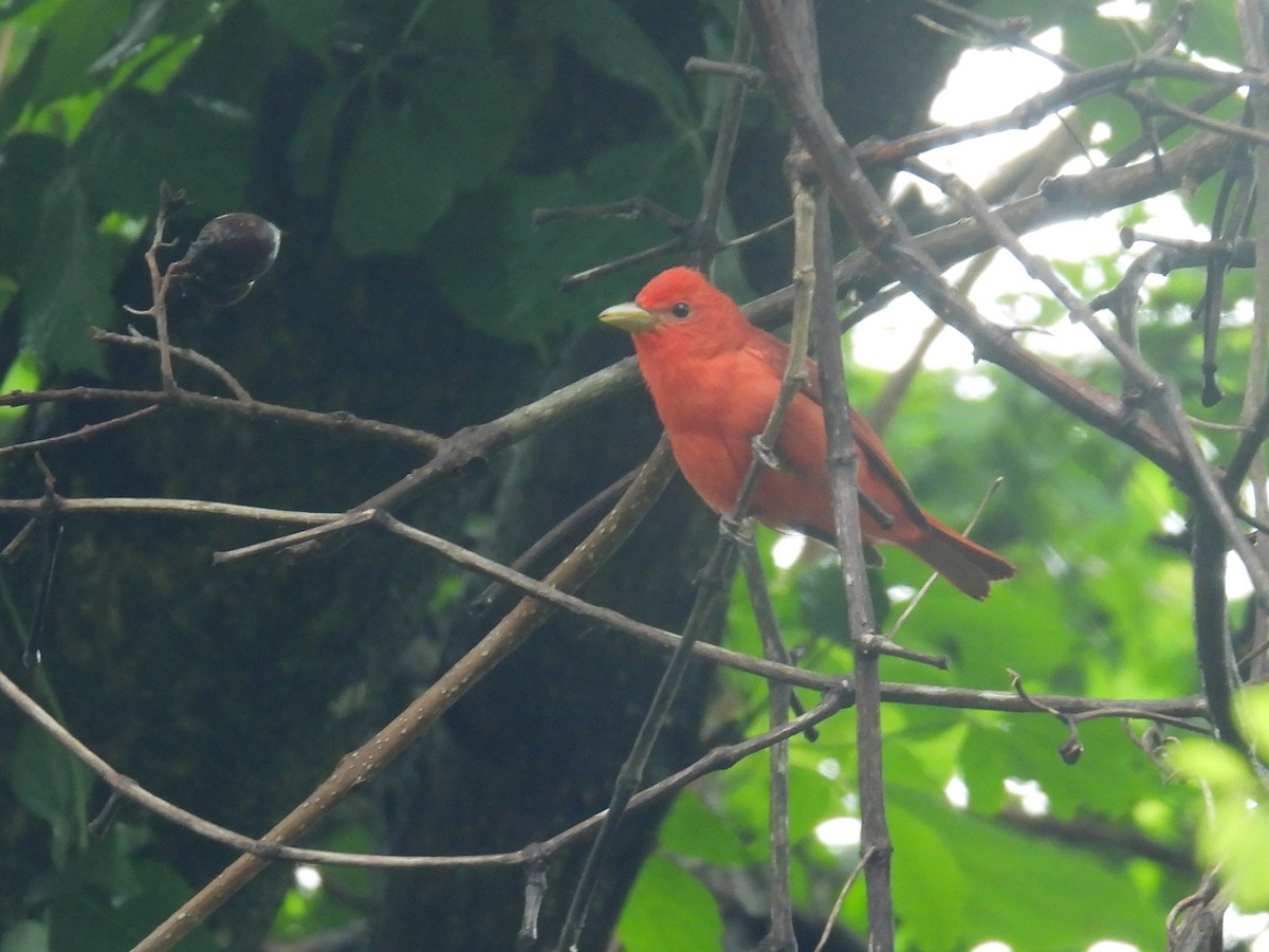 Summer Tanager - bob butler