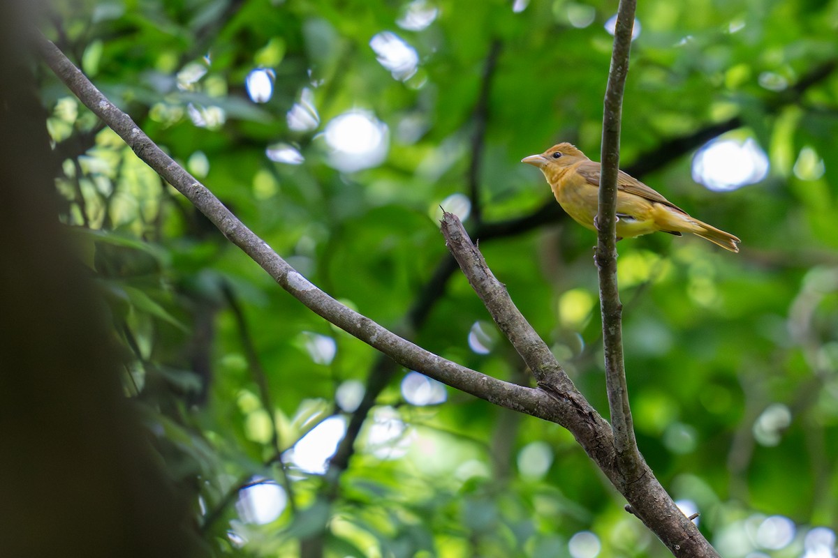 Summer Tanager - Grant Winter
