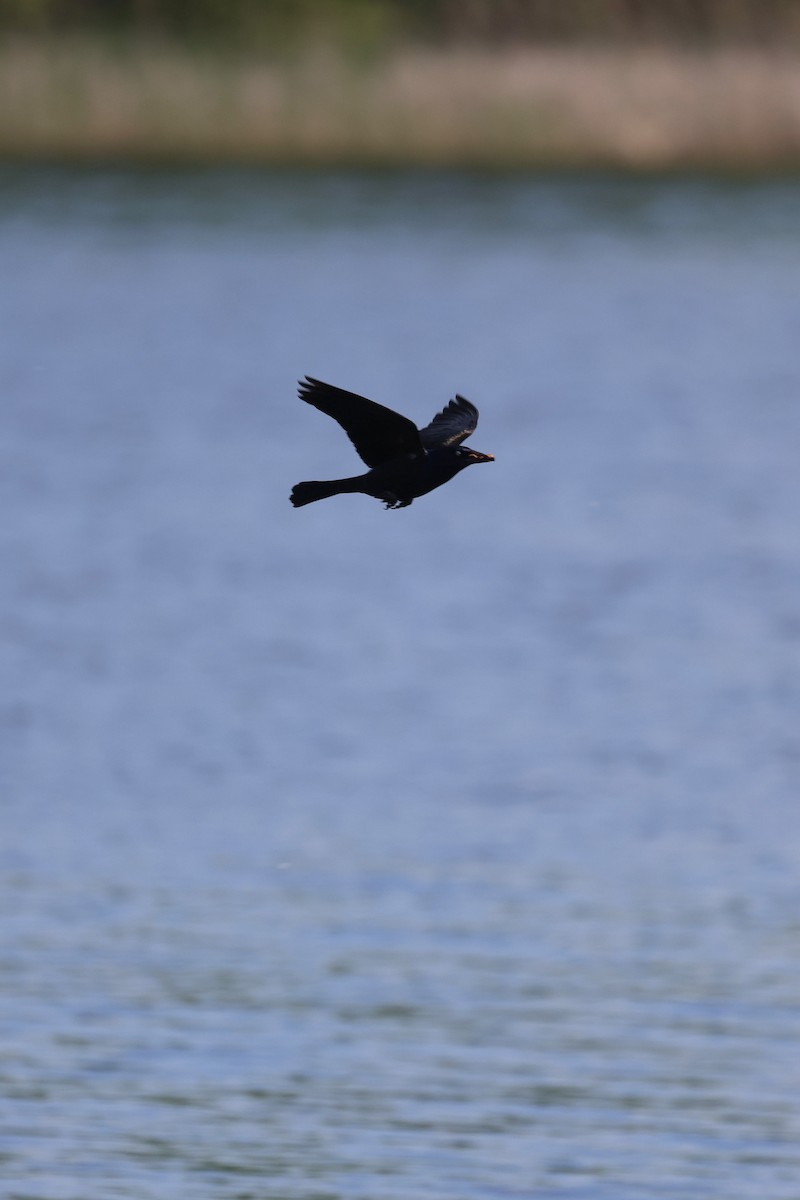 Common Grackle - Anonymous