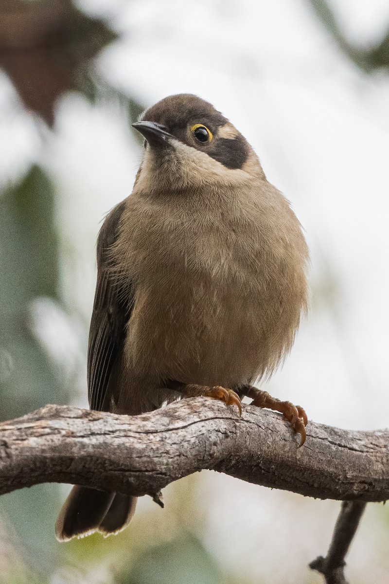 Brown-headed Honeyeater - ML619378341