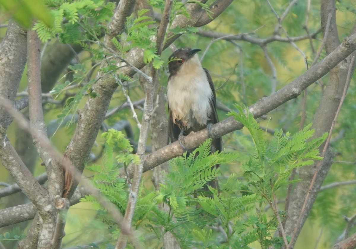 Black-billed Cuckoo - BettySue Dunn