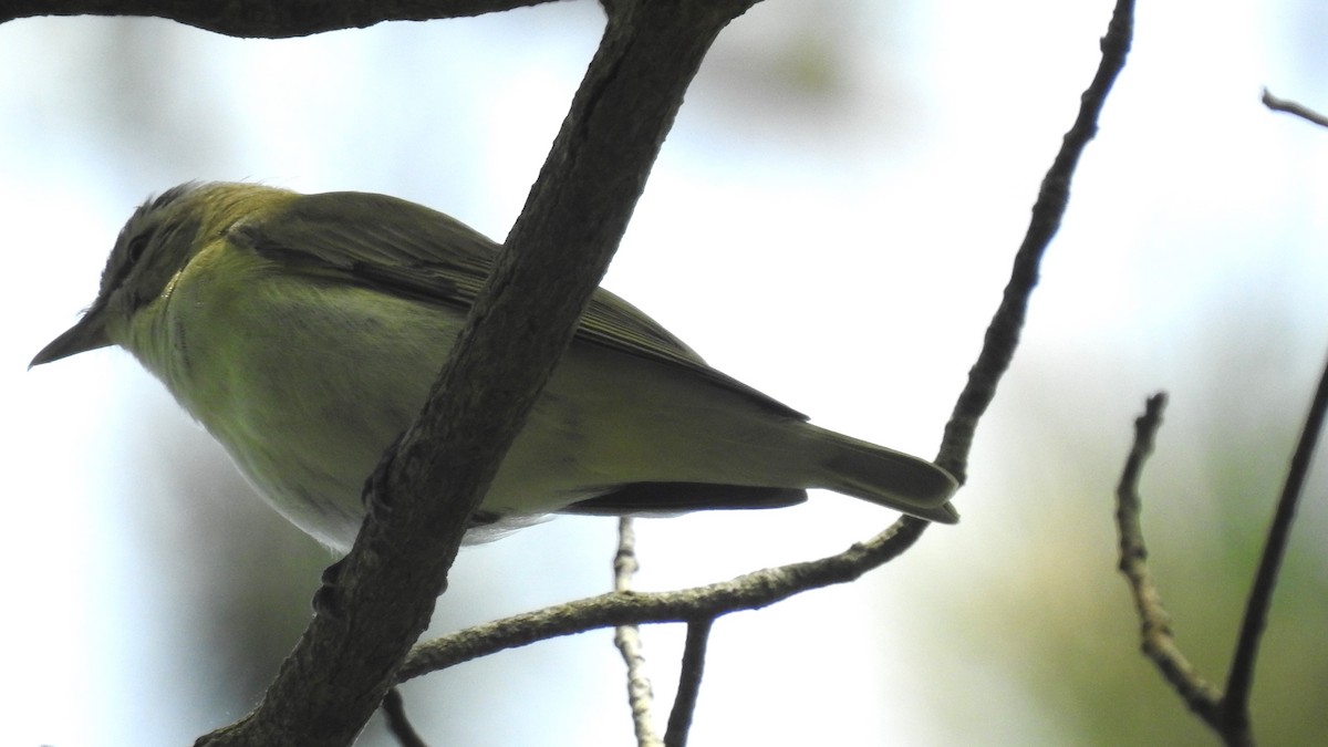 Rotaugenvireo - ML619378357