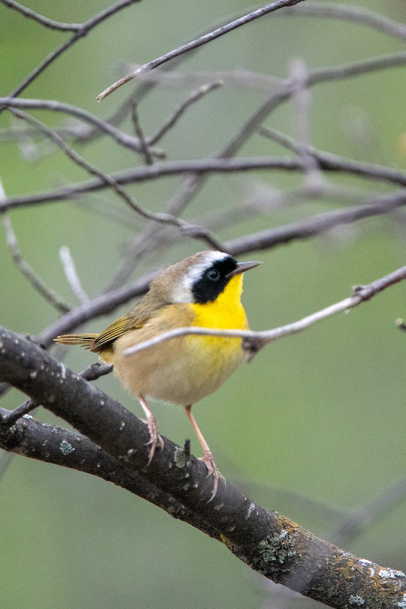 Common Yellowthroat - Kirstyn Eckhardt