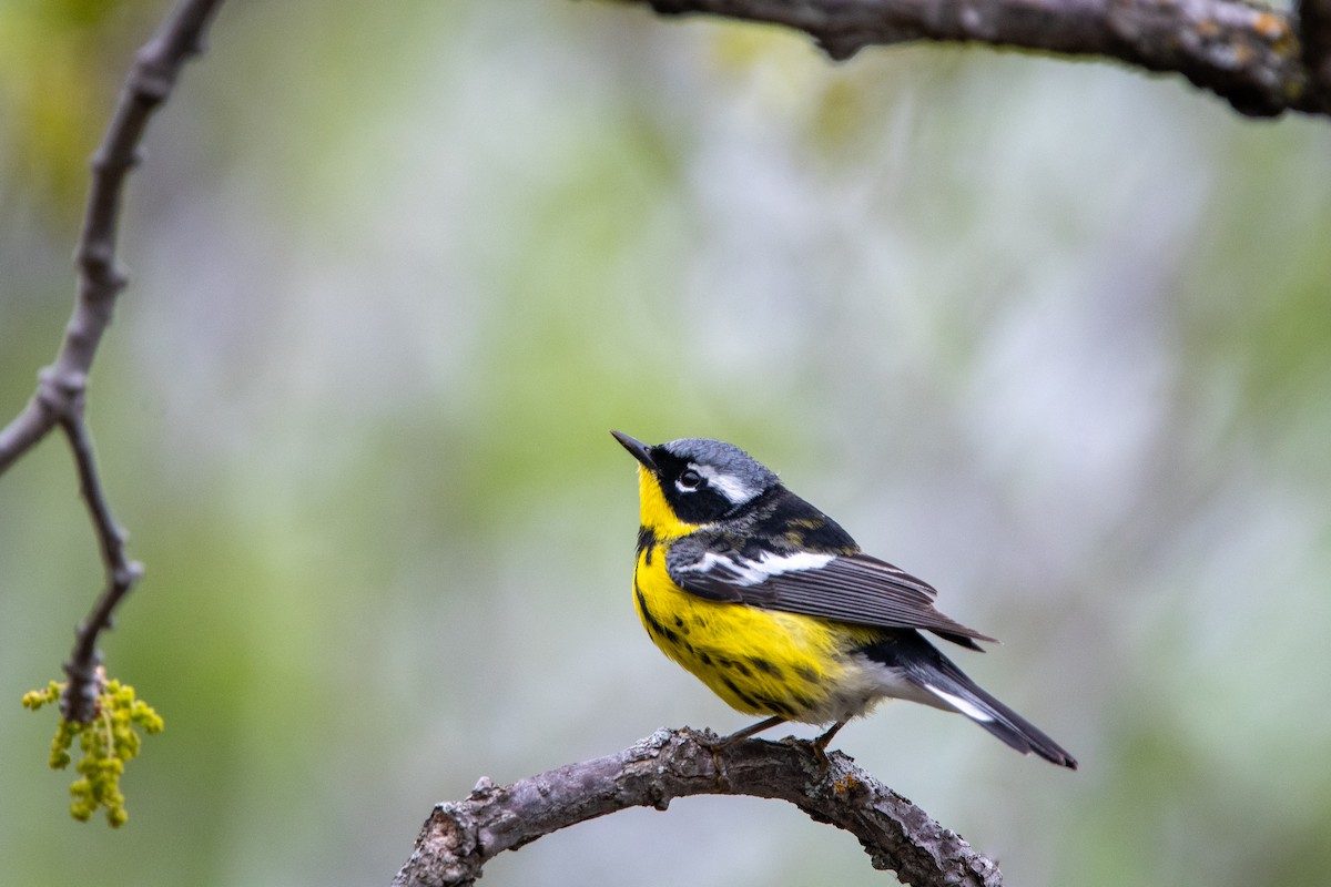 Magnolia Warbler - Kirstyn Eckhardt