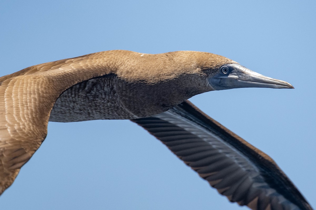 Brown Booby - Nancy Christensen