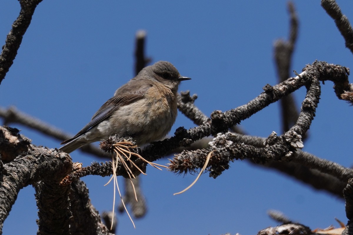 Western Bluebird - Kristy Dhaliwal